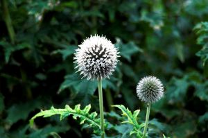 Distel