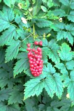 Frucht